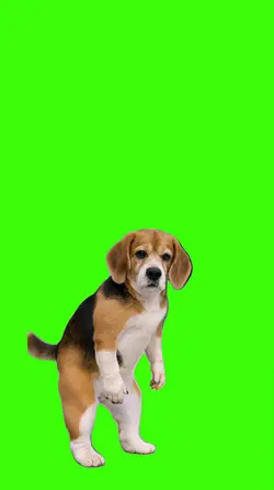 Cachorro/Dog.