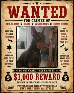 Funny Dog Wanted