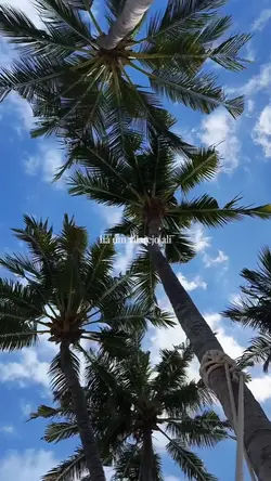 música+ vlog