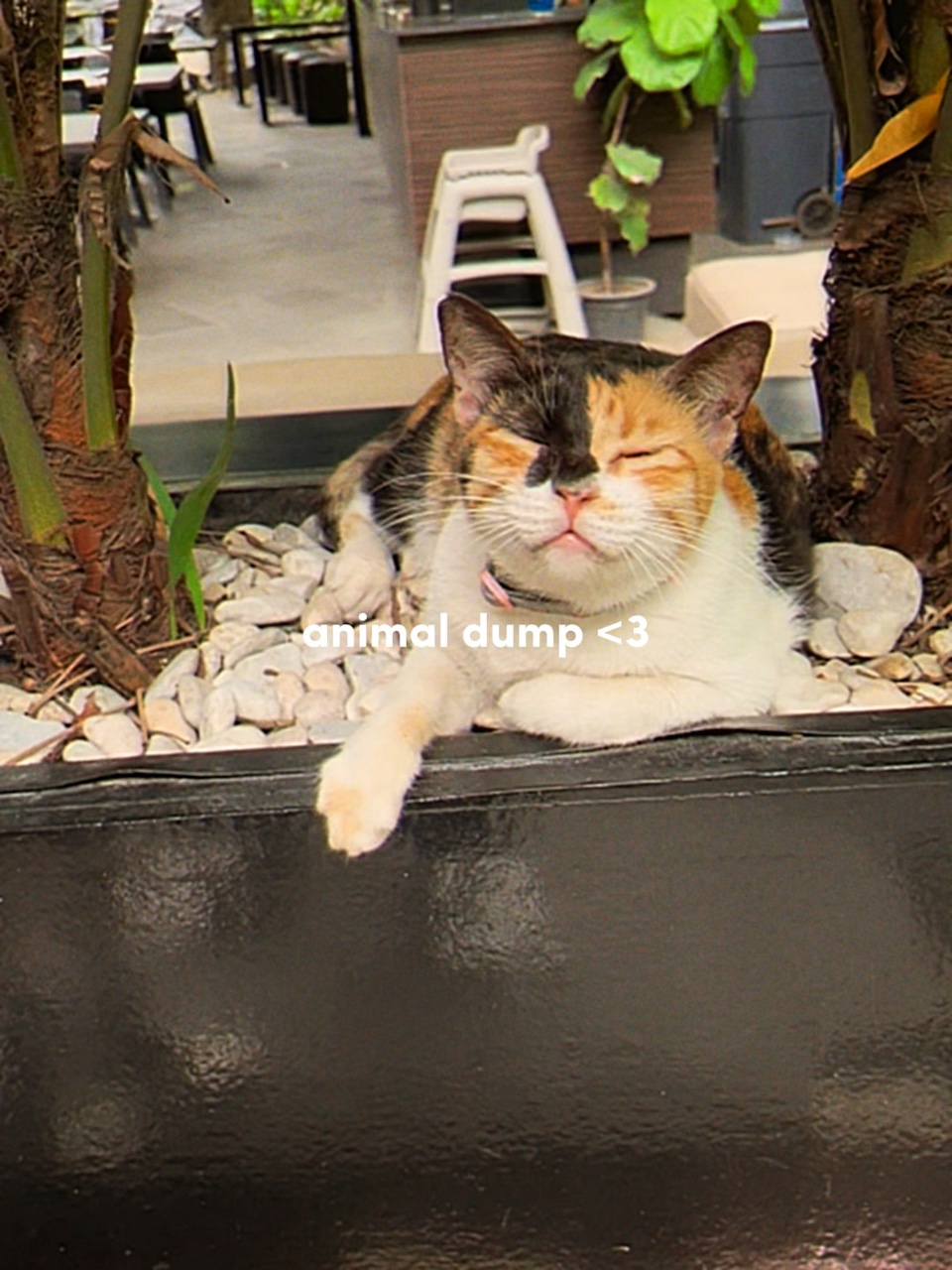 mignonne de décharge d'animaux