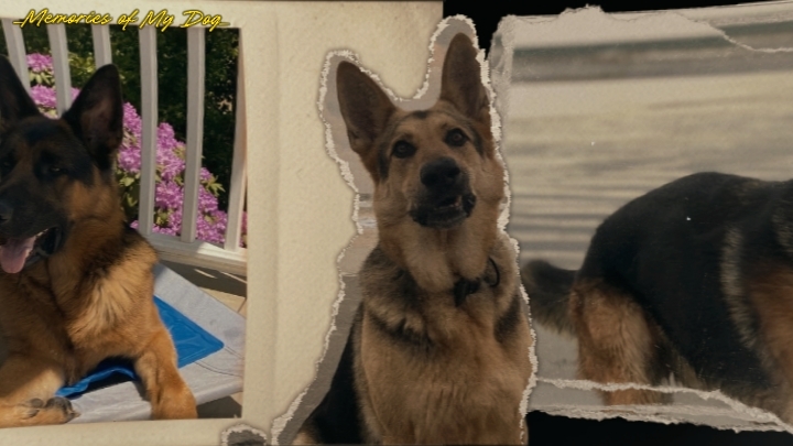memories of my dog 