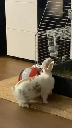 Lapin footballeur