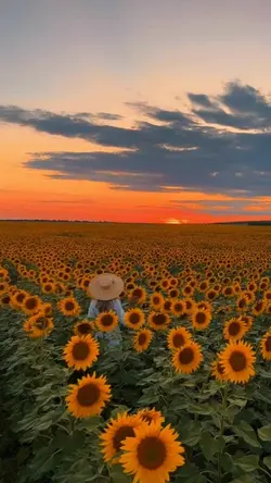 Sunflowers 