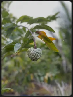 Rapper  72 យ៉ាង