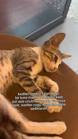 hayvan sevgisi😻