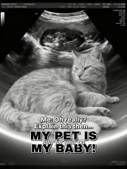 Pet Ultrasound 
