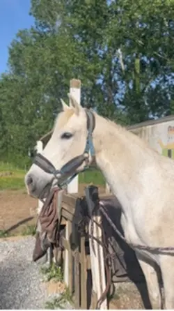 Poney star