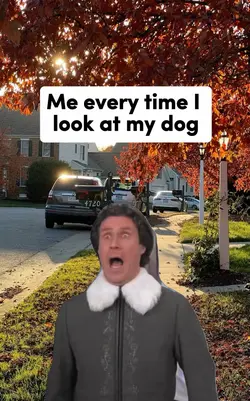 Looking at my dog