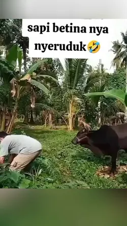 diseruduk sapibetina