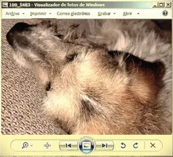 Windows Media Player