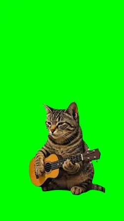CAT PLAYING GUITAR