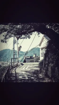 那朵玫瑰没有荆棘
