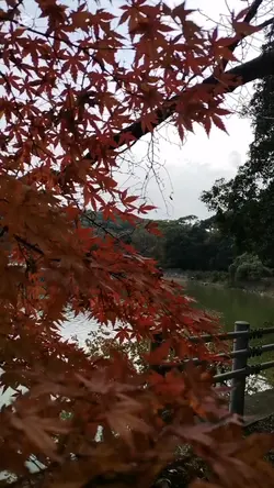 autumn