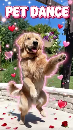 Pet Dance
