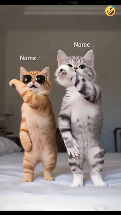 Dance Cat Trend