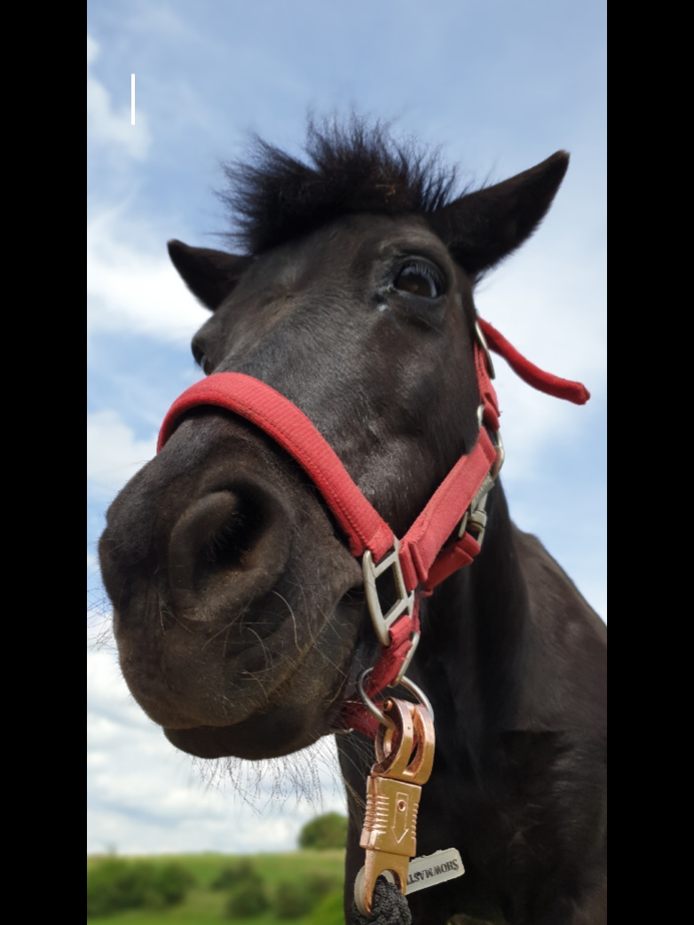 Pferde sind gruselig