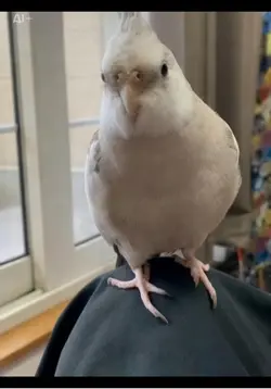 クリスマスプレゼント