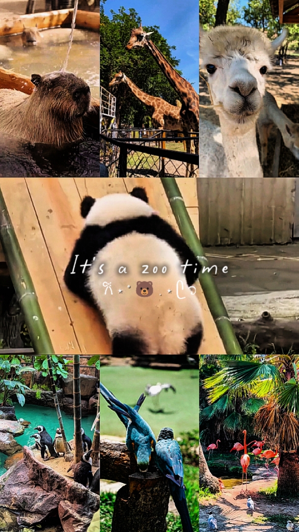 Zoo Time