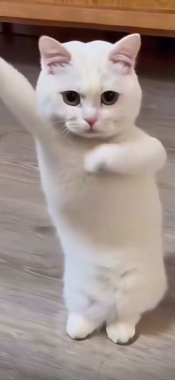 Plantilla de gatito gato