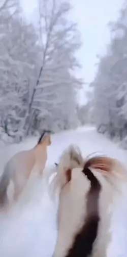 Snow galloping