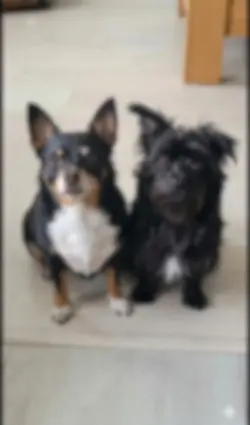 Dogs Whispering