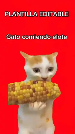 Gato comiendo elote