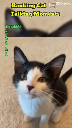 Cats talking
