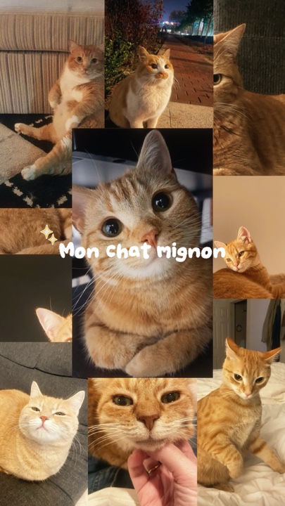 mon chat mignon