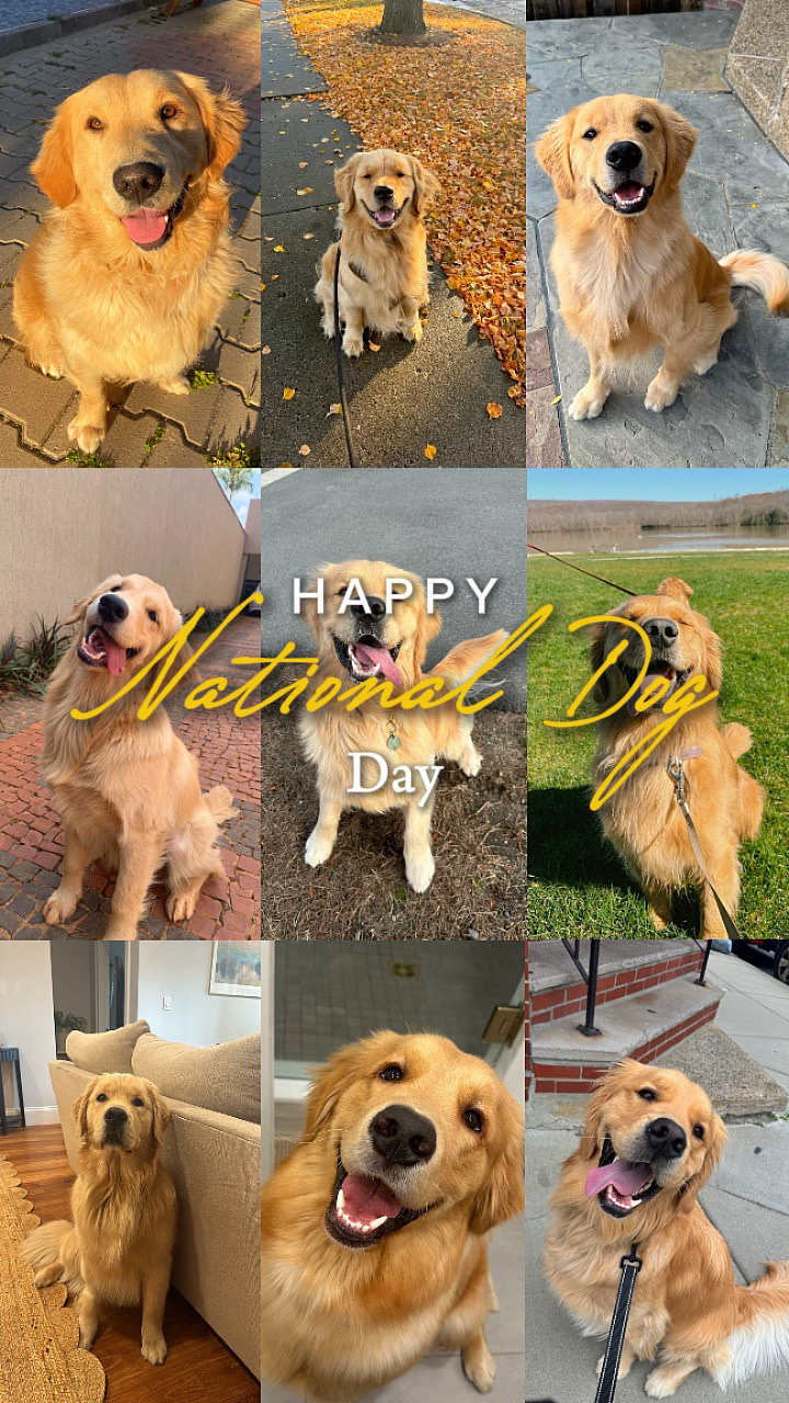 Día Nacional del Perro