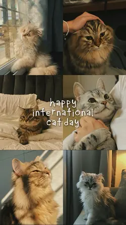 International CatDay