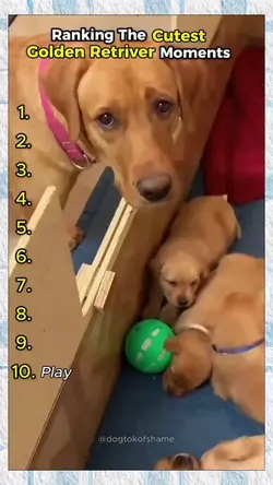 GoldenRetriverMoment