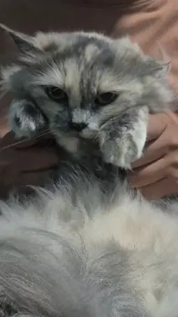 เพลงเศร้าเน้นเต้น