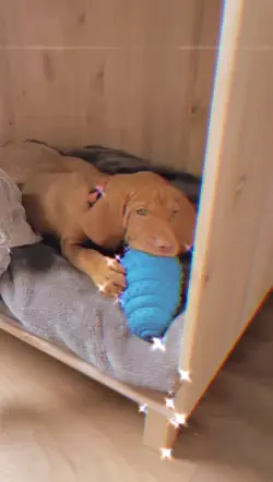 I Love dogs ❤️‍🔥