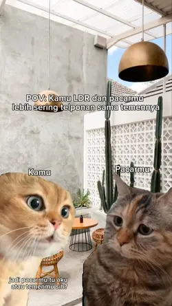POV meme kucing