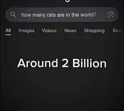 Favourite rat ❤️‍🩹