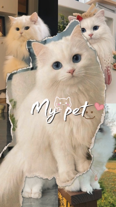 My pet 🫶
