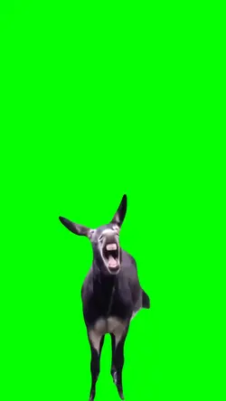 Donkey funny smiling