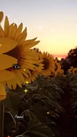 girasoles