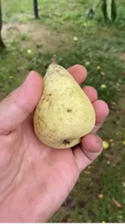 Bahçem 