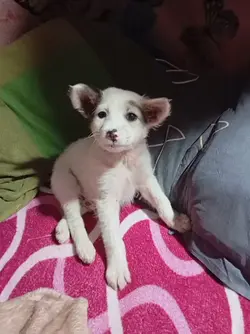 pet 