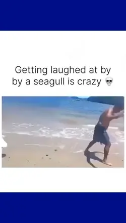 seagull 