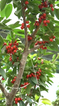 Cherry Series