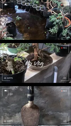私のVlog