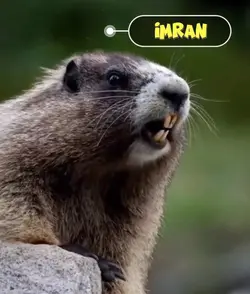 IMRAN