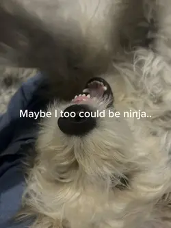 Ninja