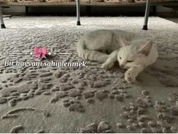 Bihayvanısahiplenmek