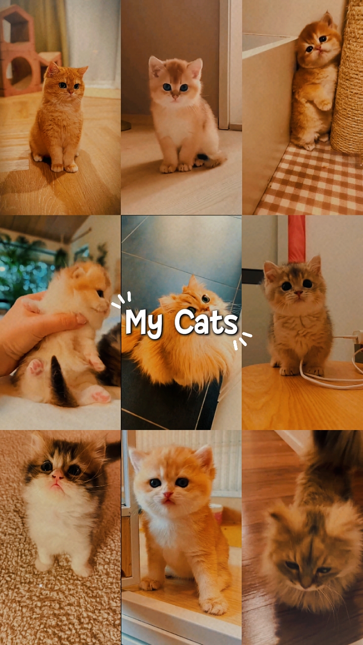My cats