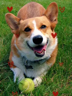 pretty little corgi