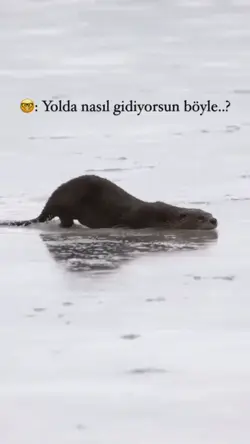 Arabalar için şablon