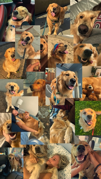 Meus animais de estimação 